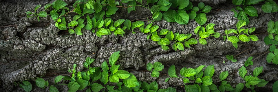 Cómo diferenciar la madera ecológica