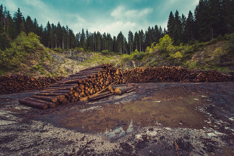 La importancia de la madera certificada